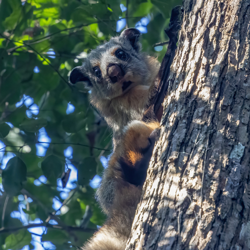 Indian Giant Flying Squirrel