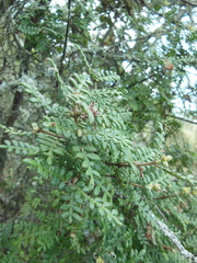 Weinmannia tomentosa