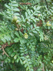 Weinmannia tomentosa