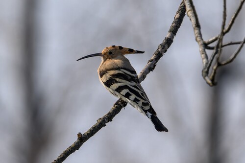 Common Hoopoe