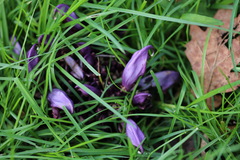 Lathraea clandestina