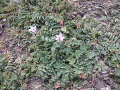 Erodium cicutarium