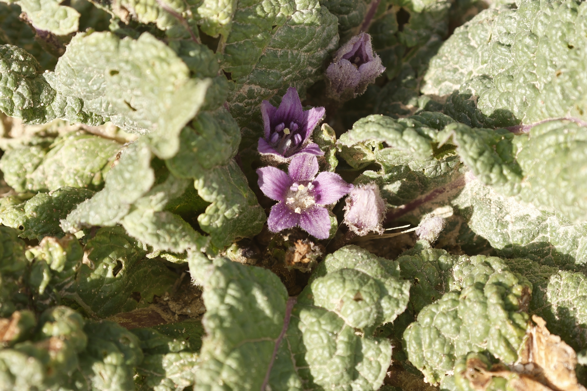 Autumn Mandrake (Mandragora autumnalis)