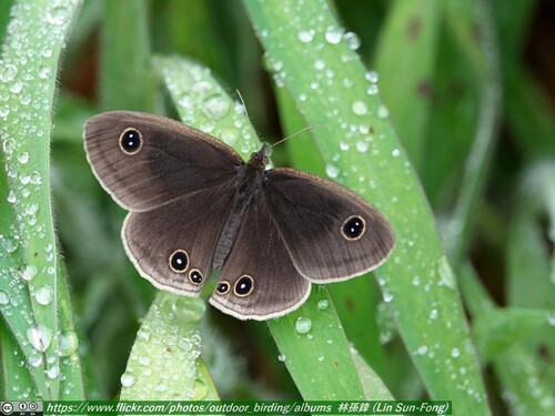 Ypthima esakii