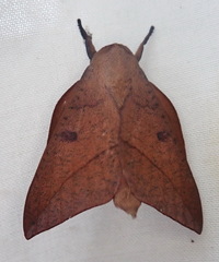 Adeloneivaia subangulata