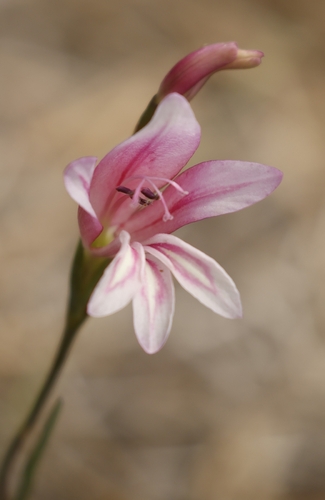 Three-leaved Gladiolus (Gladiolus triphyllus)