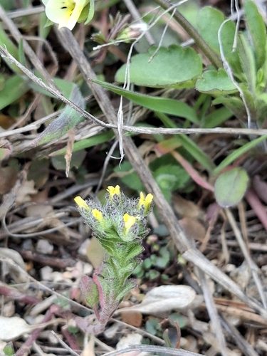 Alyssum minutum