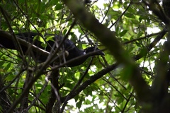 Chamaepetes unicolor