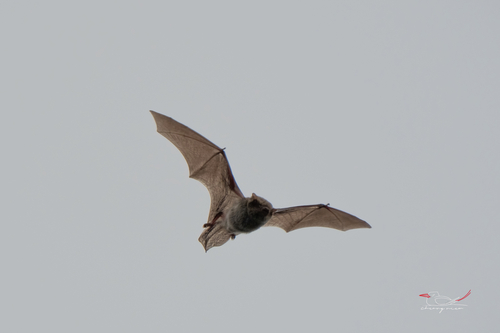 Japanese Pipistrelle