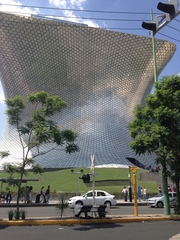 Jacaranda mimosifolia