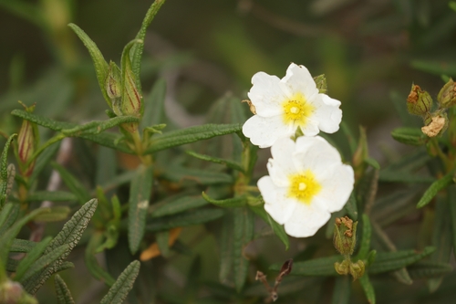 Montpelier cistus (Cistus monspeliensis)