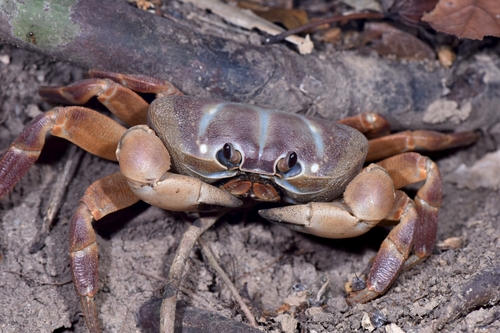 Gecarcoidea humei observed 2026-03-21