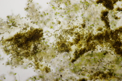 Xanthoriicola physciae