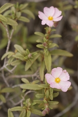 Cistus × skanbergii