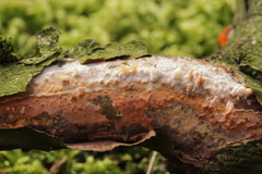 Peniophora laeta