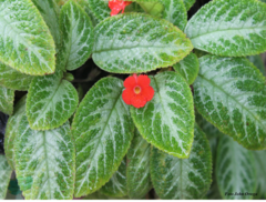 Episcia cupreata