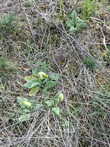 Cowslip