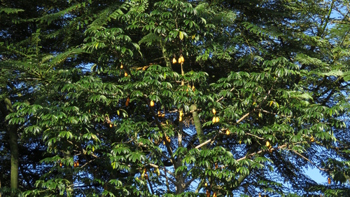 Jacaratia spinosa, photograph 4