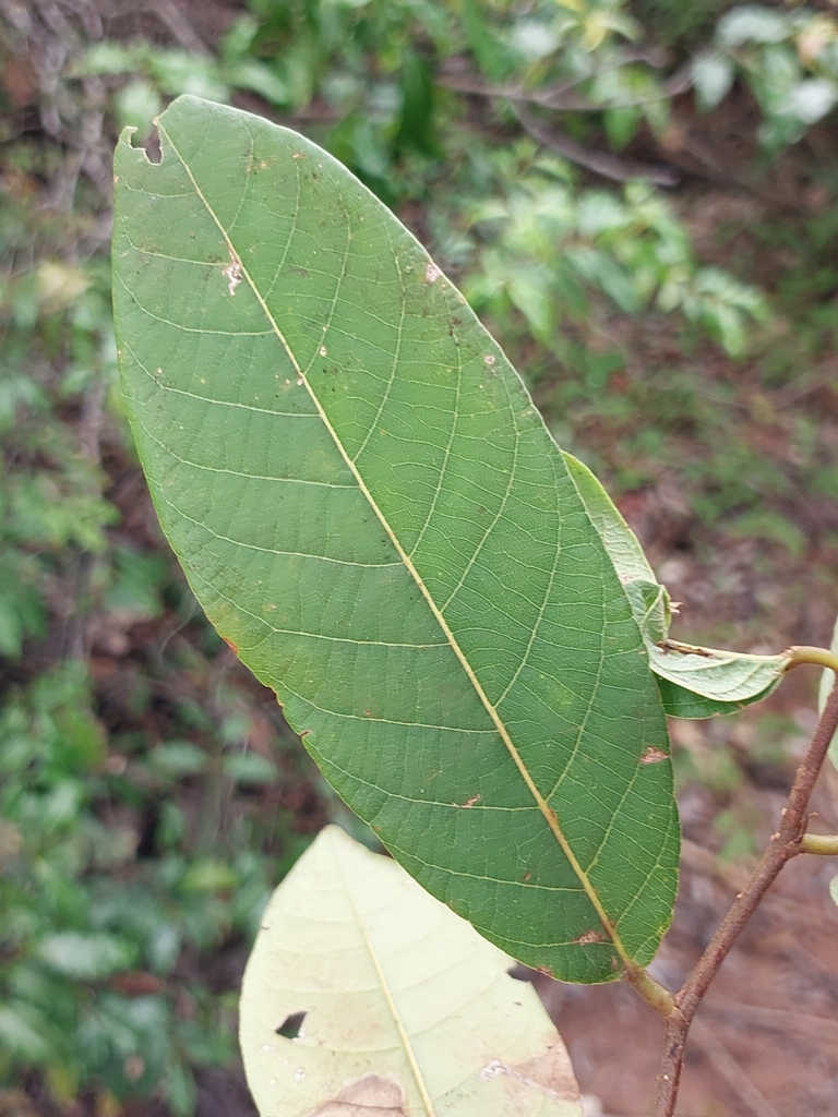 Bridelia pervilleana (Bridelia pervilleana)