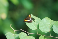 Adelpha cytherea