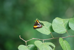 Adelpha cytherea