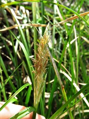 Carex microdonta