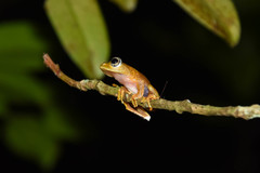 Boophis pyrrhus
