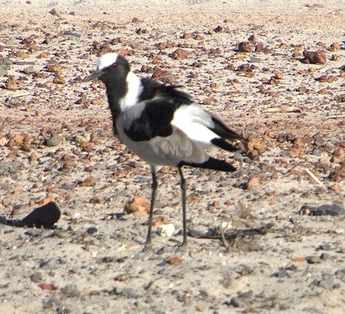 iNaturalist: (c) Nick Leggatt, some rights reserved (CC BY-NC), uploaded by Nick Leggatt iNaturalist image