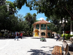 Ficus benjamina