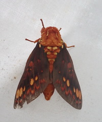 Citheronia aroa