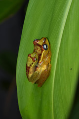 Boophis bottae