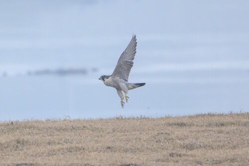 Peregrine Falcon