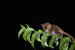 Microcebus lehilahytsara