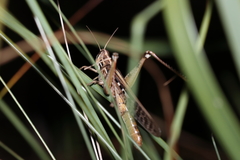 Schistocerca americana