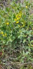 Baptisia sphaerocarpa