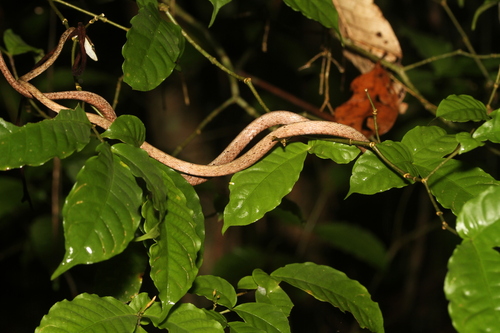 Rutherford's Vine Snake