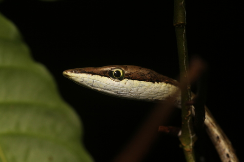 Rutherford's Vine Snake