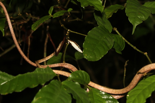 Rutherford's Vine Snake