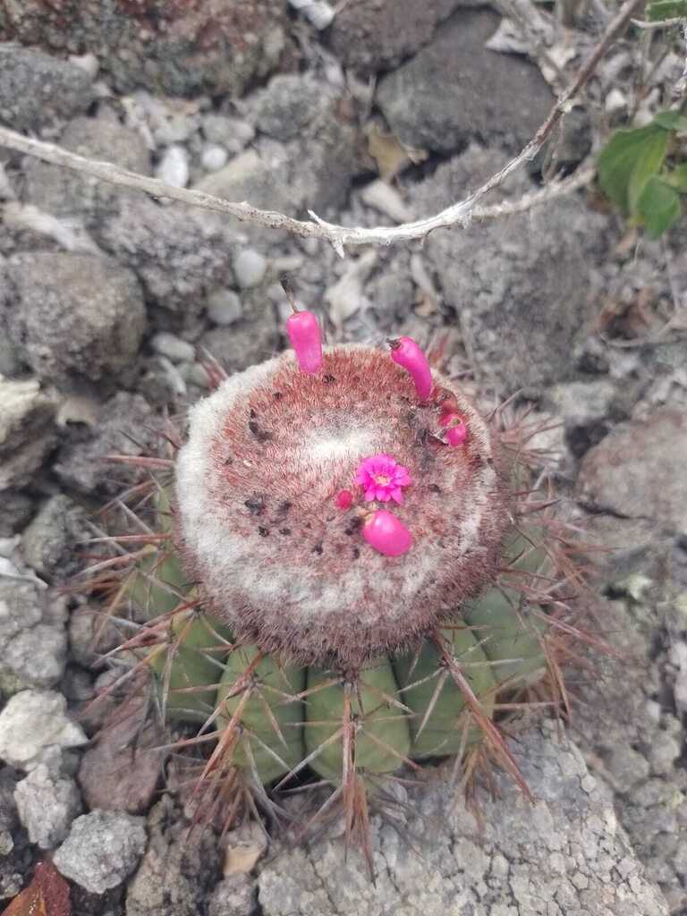 Melocactus conoideus, Bahia, BR