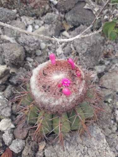 Melocactus conoideus