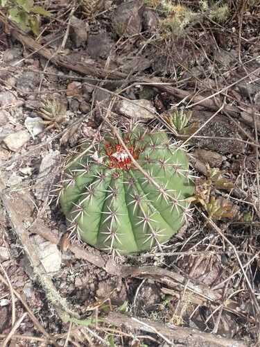 Melocactus conoideus