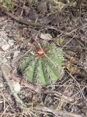 Melocactus conoideus