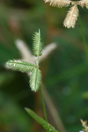 Dactyloctenium ctenoides, 2021-08-03