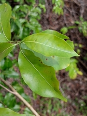 Coffee Bush (Tabernaemontana coffeoides)