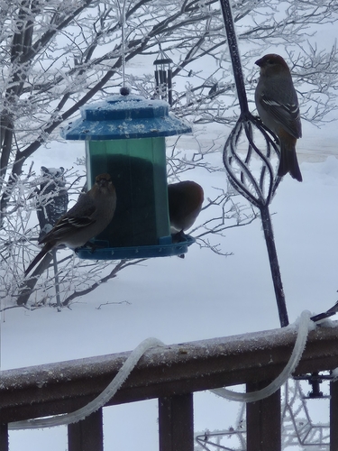 Pine Grosbeak