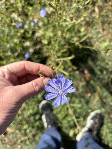 chicory