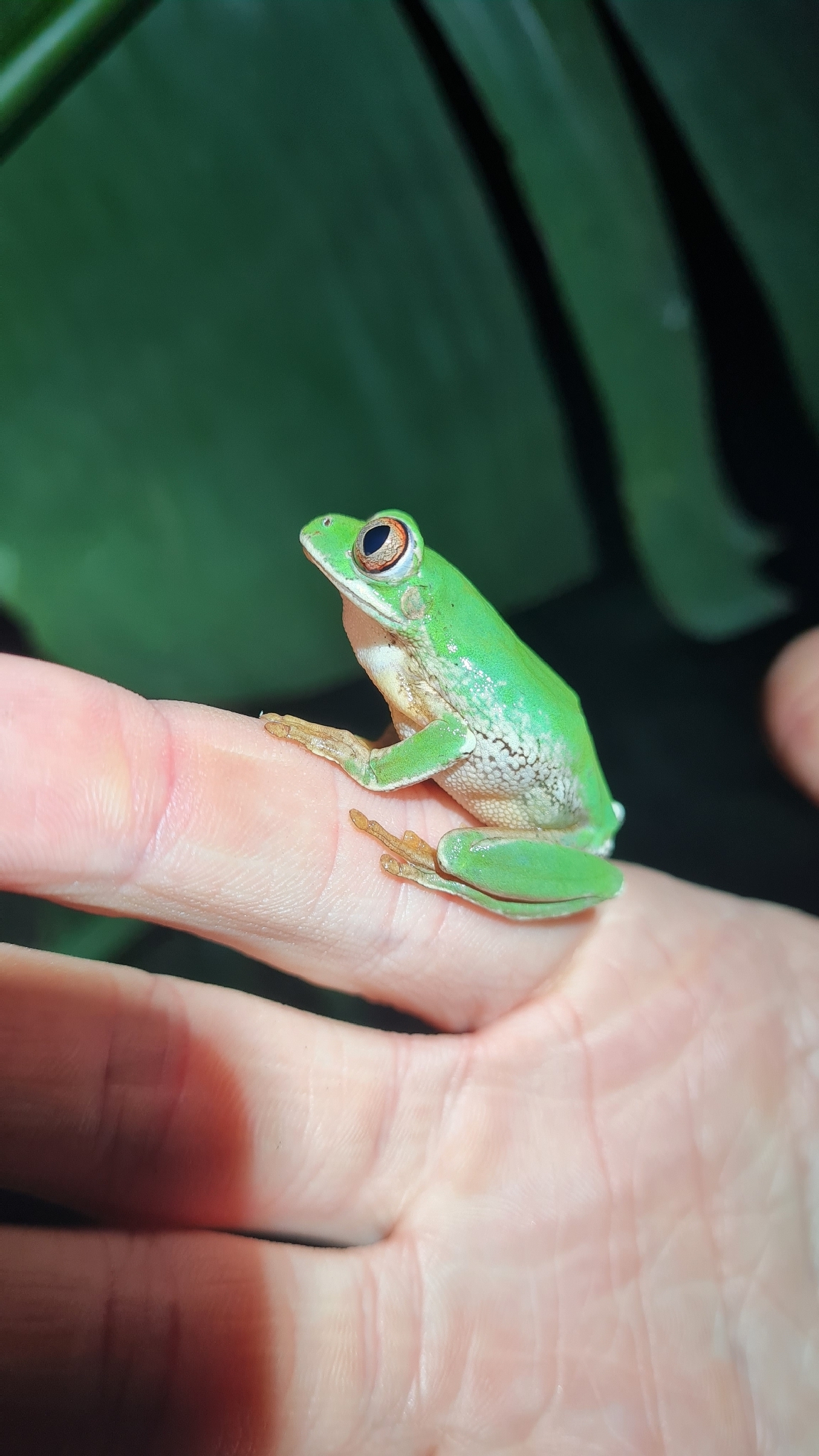 Leptopelis natalensis (Smith, 1849)