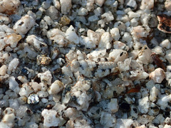 Cibolacris parviceps