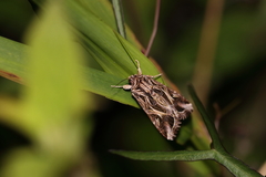 Spodoptera pulchella