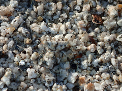 Cibolacris parviceps